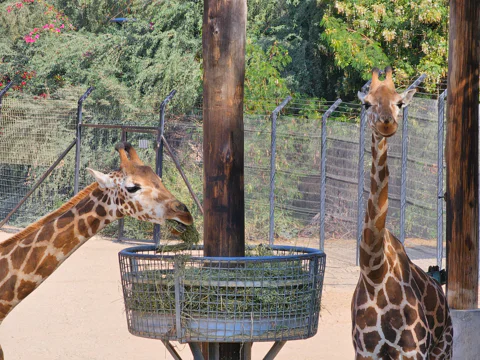 Зоопарк в Абу-Даби — Emirates Zoo
