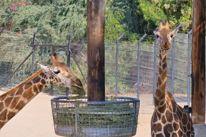 Зоопарк в Абу-Даби — Emirates Zoo