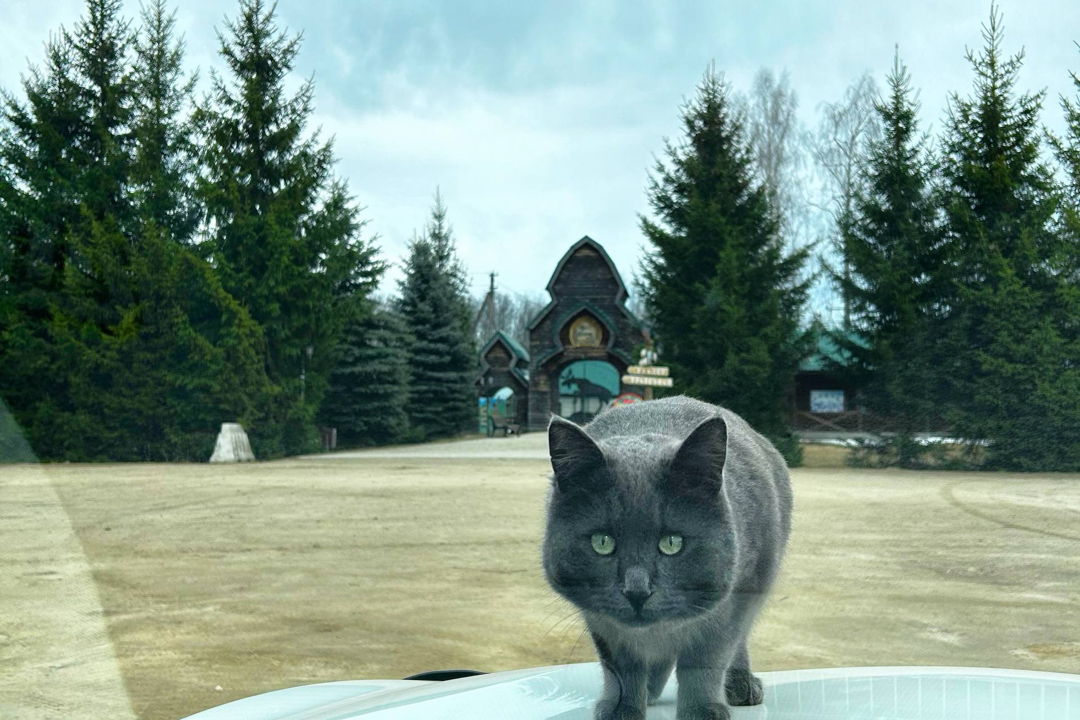 Из Костромы на лосиную ферму на автомобиле — фото 6
