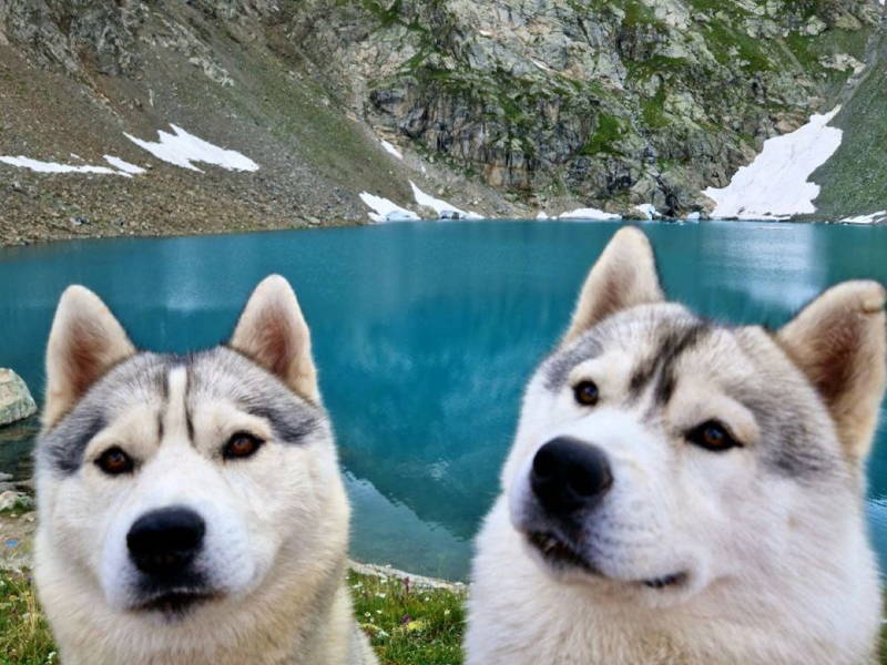 Высокогорный хайкинг — в Архыз с хаски
