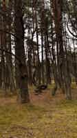 Экскурсия "Знакомство с Куршской косой — тур из Зеленоградска" - фото отзыва 1