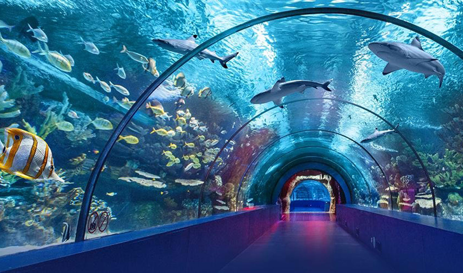 Отзыв sea life. Океанариум в Турции Анталия. Океанариум Antalya Aquarium. Тоннель в океанариуме Турция. Анталия океанариум в Анталии.