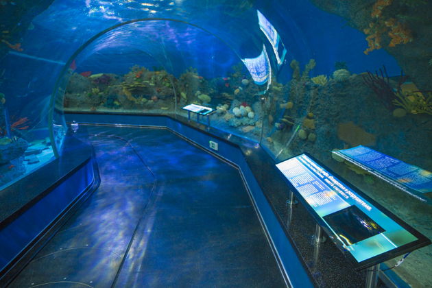 Виды Экскурсия в Приморский океанариум