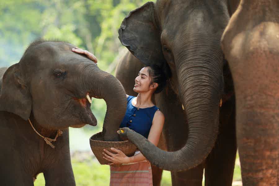 Кормление слонов на Пхукете - фото 3