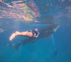 Экскурсия "Незабываемый день на Себу - снорклинг с акулами, сардинами и черепахами " - фото отзыва 4