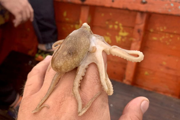 Фото к экскурсии Индивидуальная морская рыбалка с вьетнамским наставником