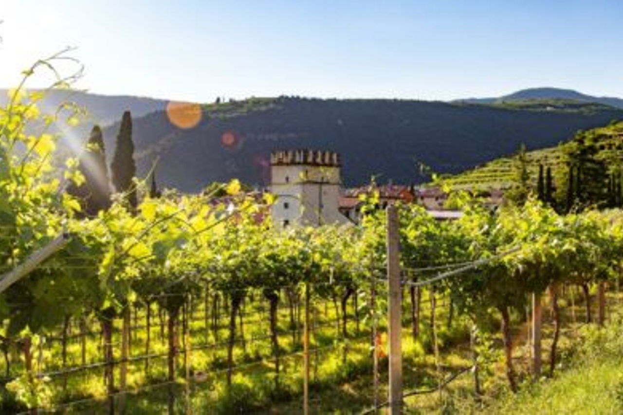 In vino veritas! Истина - в вине!