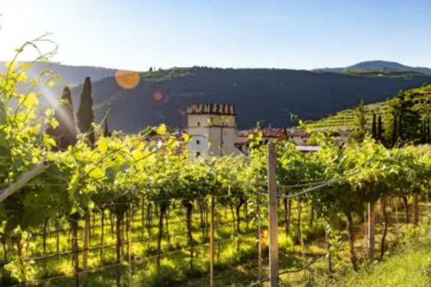 In vino veritas! Истина - в вине! — фото 2