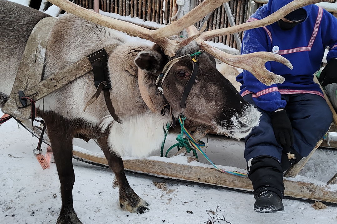 Кировск, Хибины и этническая деревня за один день — фото 3