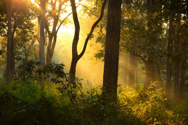 Горный отдых в Западных Гатах: тишина джунглей, панорамы и эко-коттеджи