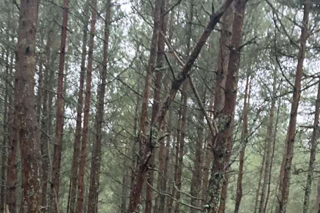 Виды Индивидуальная поездка на Куршскую косу с опытным гидом-экскурсоводом