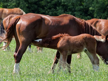 Терский конный завод