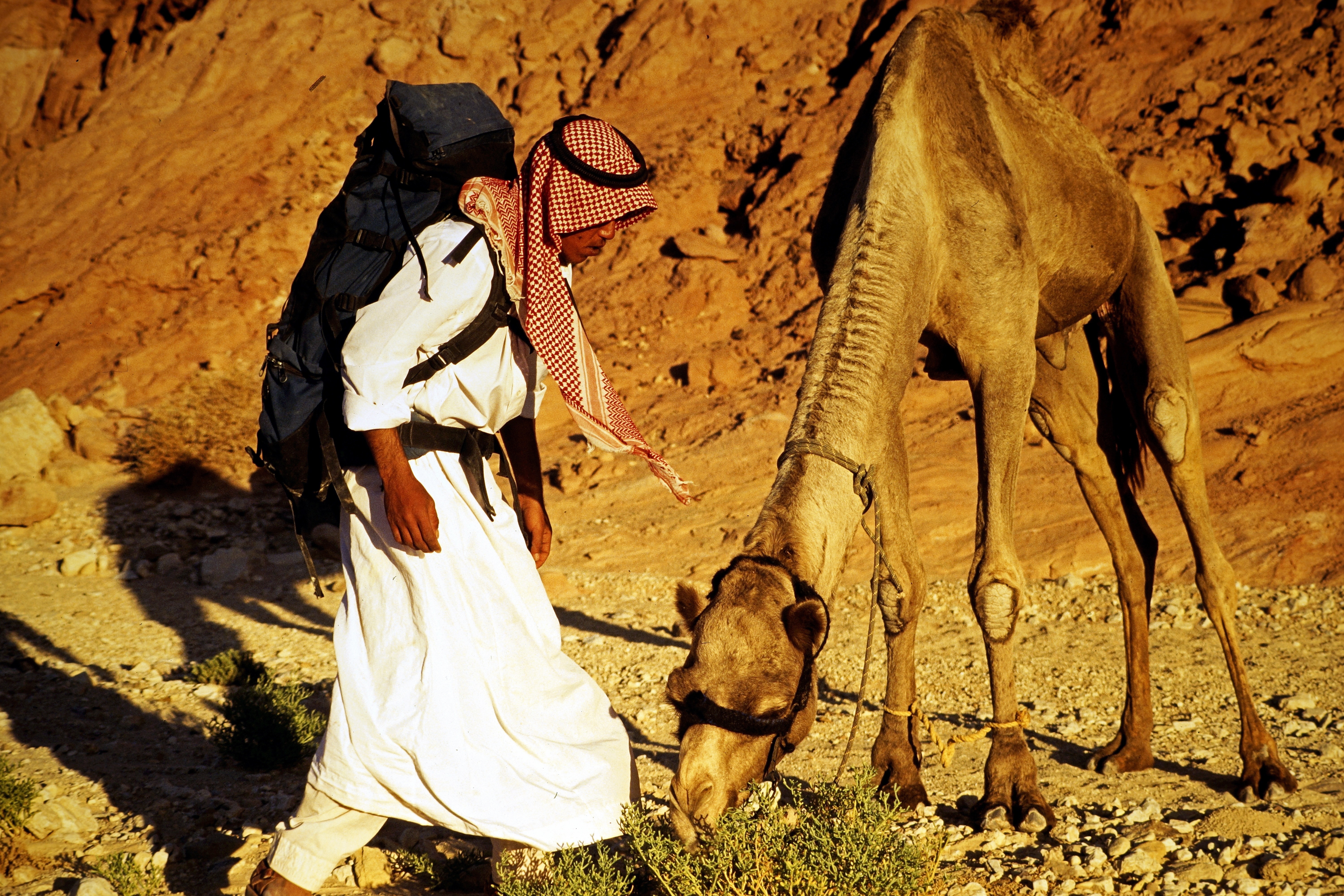 Жизнь и быт в пустыне. Бедуины в пустыне Египта. Бедуин на верблюде. Египетский верблюд дромадер. Шарм-Эль-Шейх бедуины.