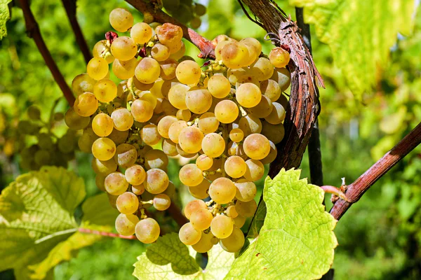 Athens winery tour — photo 7, Athens | Pokataem