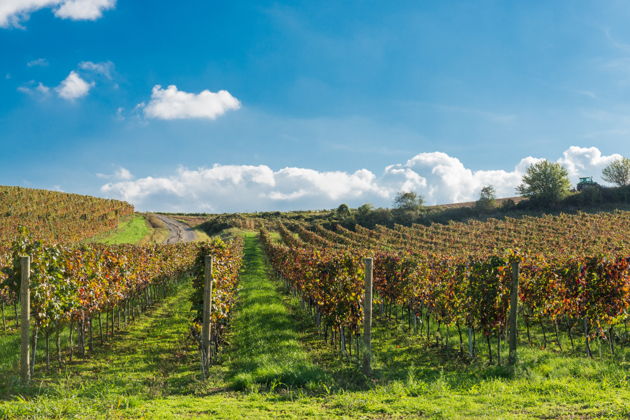 Главное изображение экскурсии - Гостеприимная Сербия. В гости к сербским виноделам