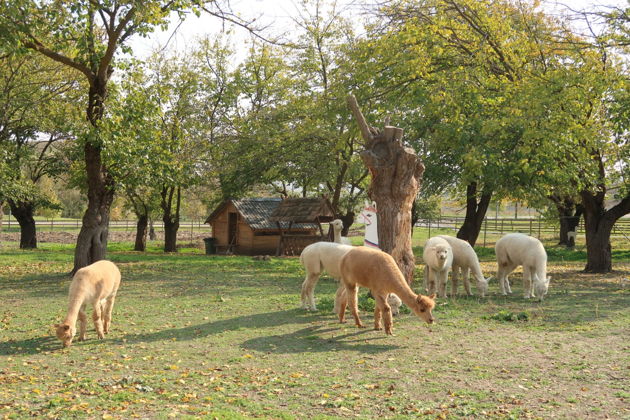 Виды Винный тур и не только: альпаки, древний мавзолей и  обсерватория в горах 