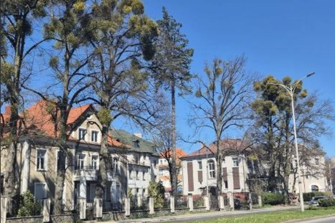 Амалиенау: аудиоэкскурсия по историческому району Калининграда — фото 2
