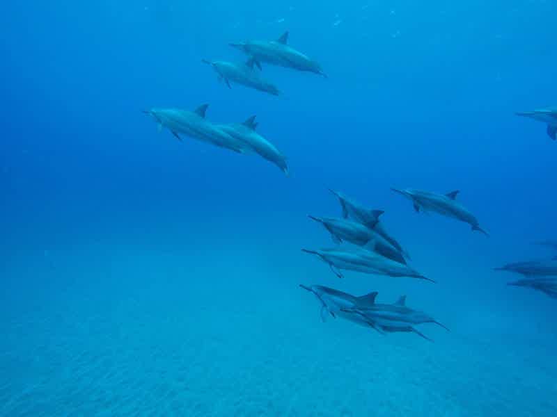 Саттаях риф — дом дельфинов - фото 4