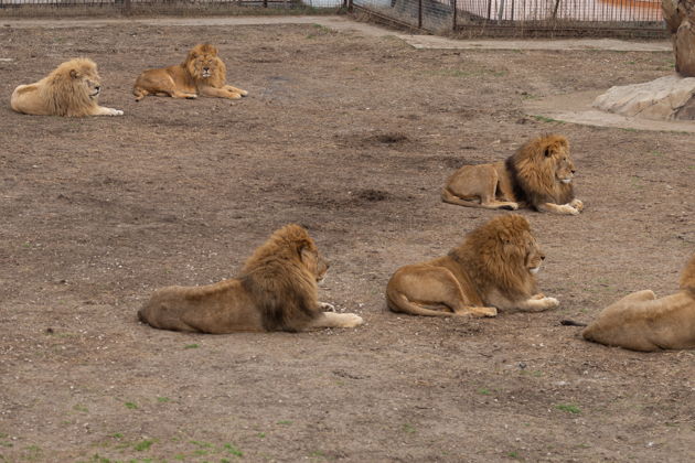 Виды Сафари-парк Тайган