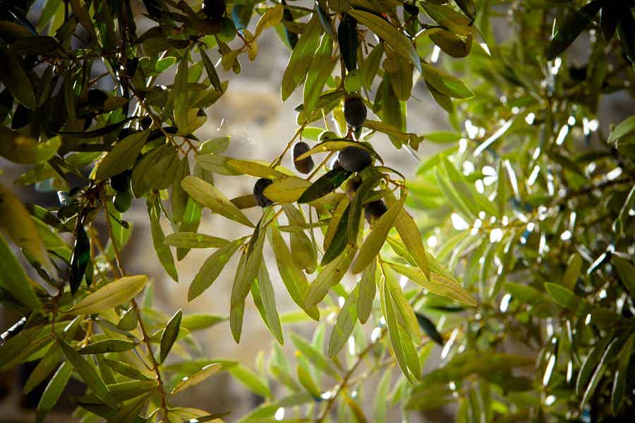 Гастротур: фейерверк вкусов острова Родос - фото 2