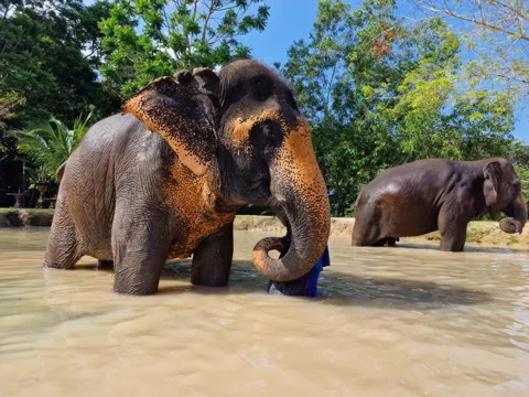 Пхукет/Кхаулак: эко-тур на полдня по заповеднику слонов (англ. гид)