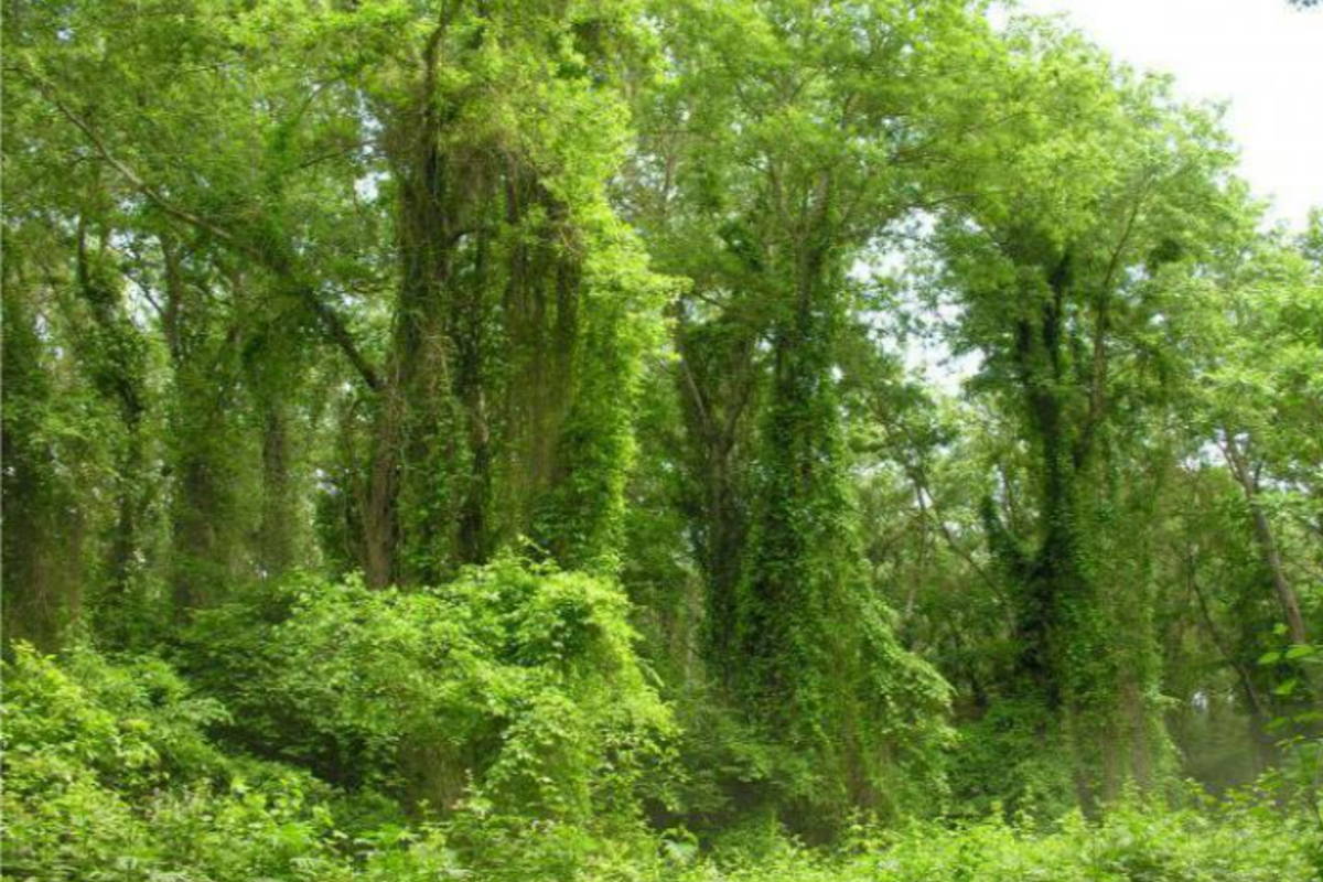 в Самурские Лиановые джунгли из Манаса