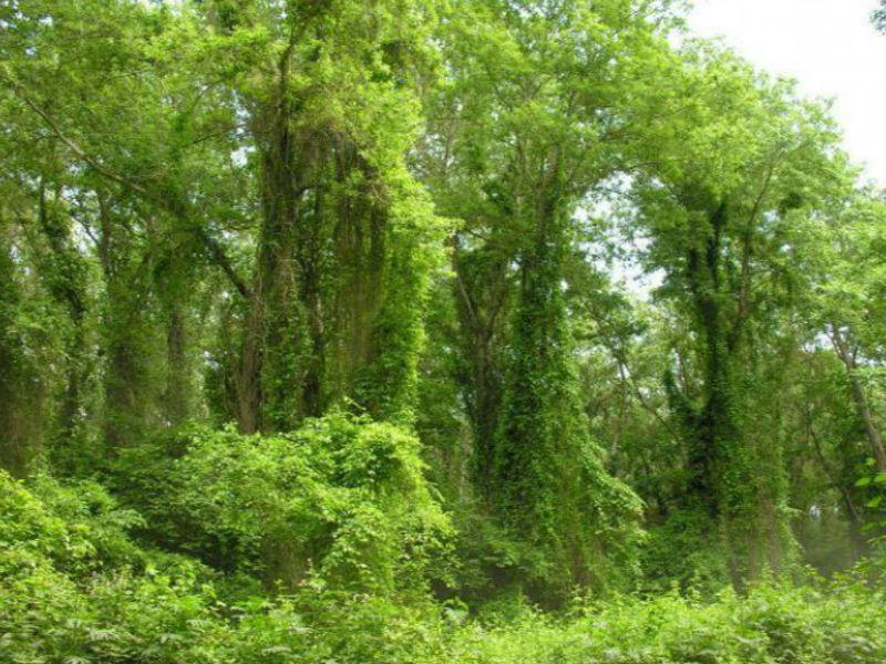 в Самурские Лиановые джунгли из Манаса