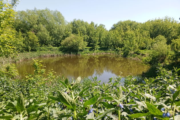 Виды Сосновый бор, море и монастырь. Для тех, кто устал от цивилизации