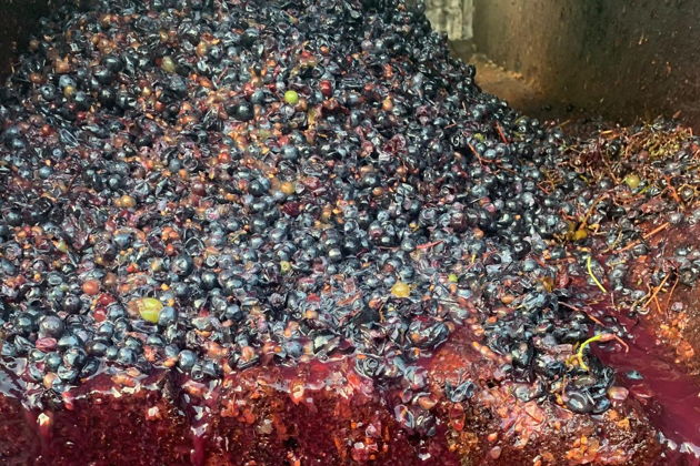 Виды День винограда с тамадой: Сезонный праздник Ртвели