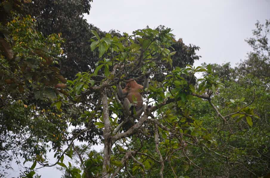 В поисках обезьян носачей - фото 1