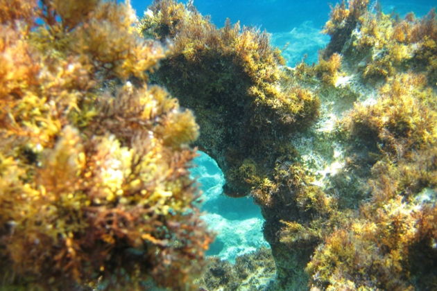 Виды Снорклинг и дайвинг из Кемера