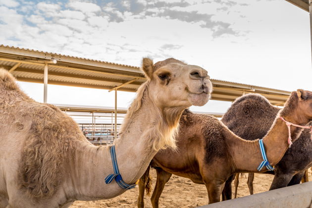 Виды Экскурсия по северным эмиратам: от Шаржи до Фужейры
