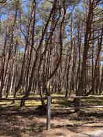 Экскурсия "Путешествие к белым дюнам и синему морю" - фото отзыва 5