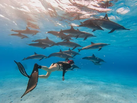 Саттаях риф — дом дельфинов