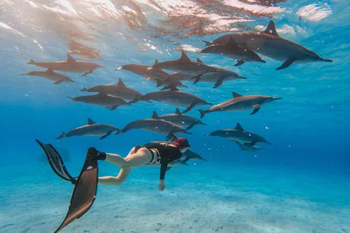 Саттаях риф — дом дельфинов