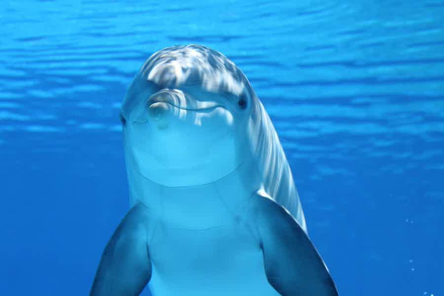 Саттаях риф — дом дельфинов - фото 2