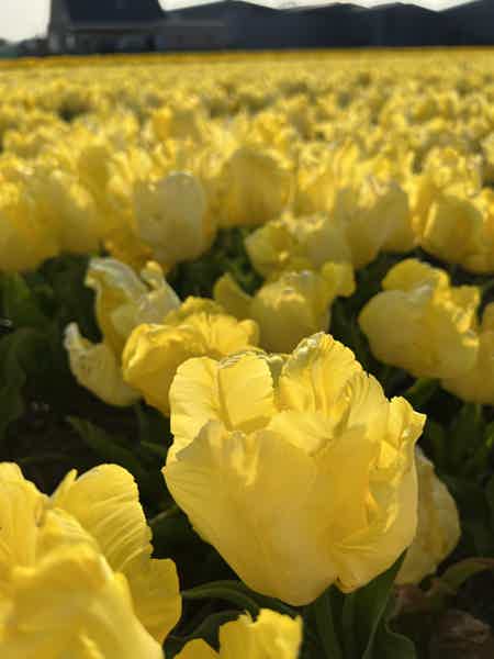 Из Амстердама в парк тюльпанов Кекенкоф - фото 10