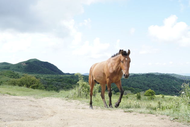 Виды Панкисское ущелье: место, куда хочется сбежать