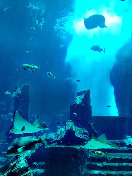 Подводное плавание с маской в Aquarium Ultimate Atlantis - фото 4