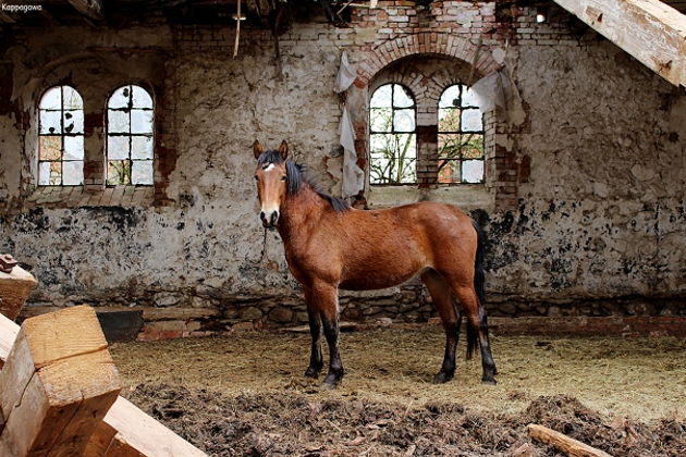 Виды Экскурсия в Черняховск для маленькой компании. На поиски ускользающего наследия.