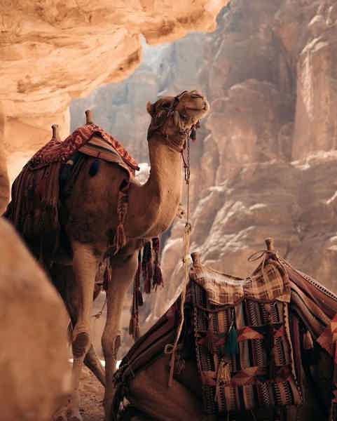 VIP сафари на верблюдах к Синайским горам - фото 5