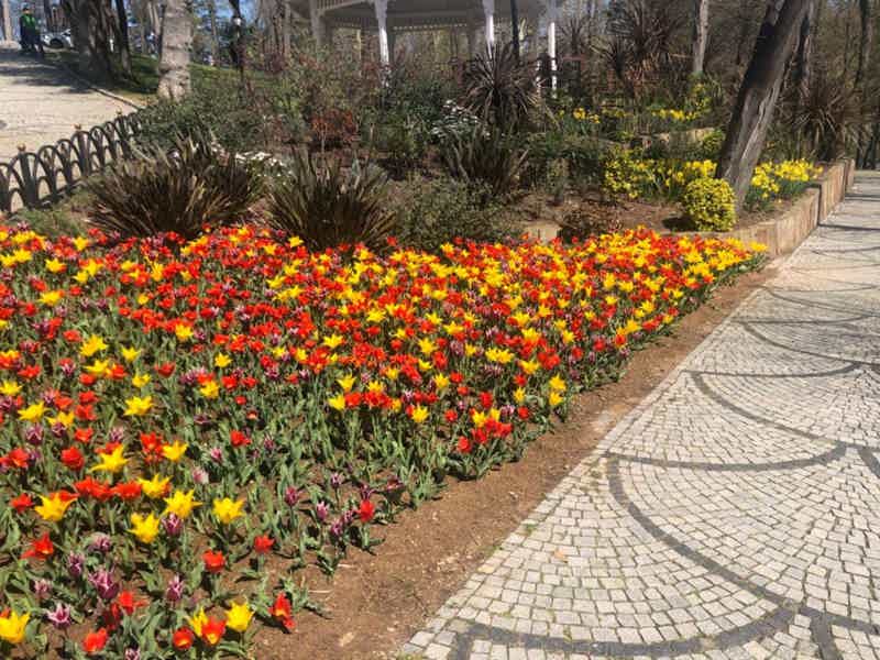 Фестиваль тюльпанов в Стамбуле (с 1 по 30 апреля) - фото 2