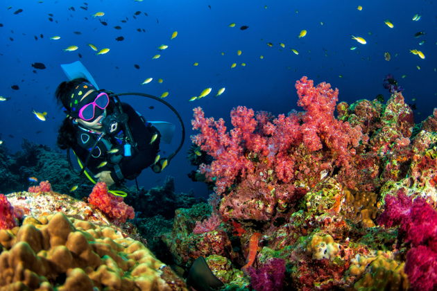 Виды Пройдите обучение и получите международный сертификат дайвера