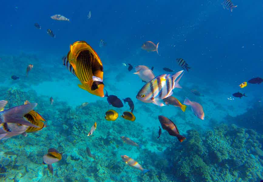 Батискаф — рыбки и кораллы прямо перед вами - фото 2