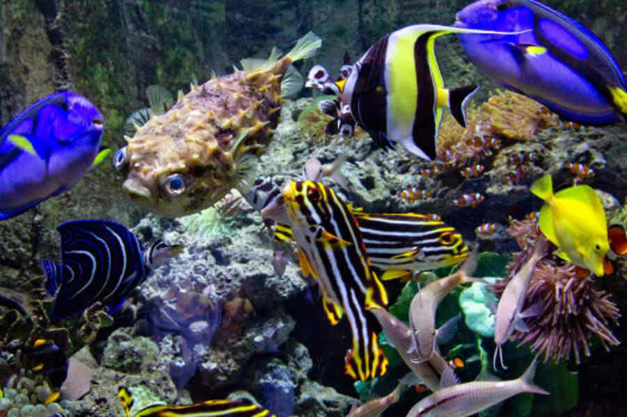 Дубайский аквариум и подводный зоопарк (входной билет) - фото 3