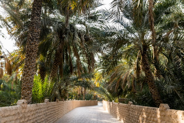 Виды Аль-Айн: сердце традиций и природы ОАЭ за один день (на английском)