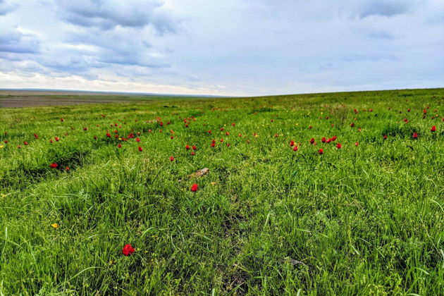 Виды Однодневный тур в Элисту + Музей Кочевых народов + цветущая степь