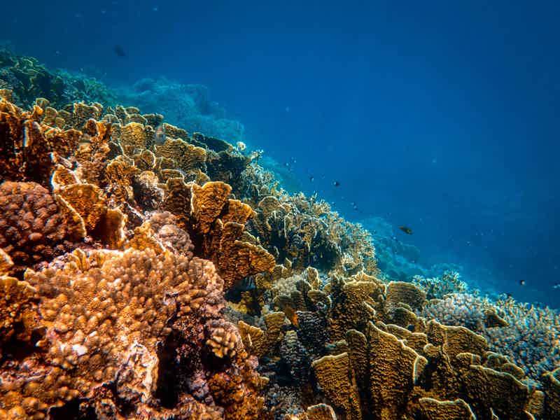 Шарм-эль-Нага — купание в коралловой бухте - фото 4