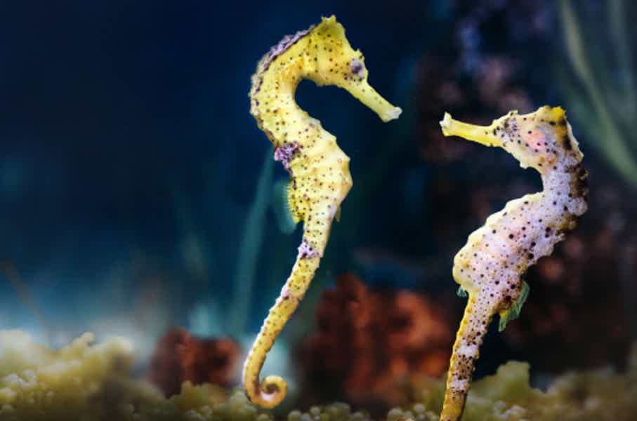 Дубайский аквариум и подводный зоопарк (входной билет) - фото 4
