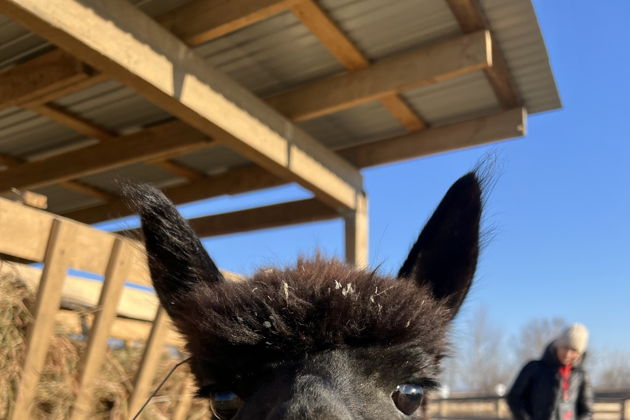 Виды Экскурсия на ферму альпак и Кравцовские водопады